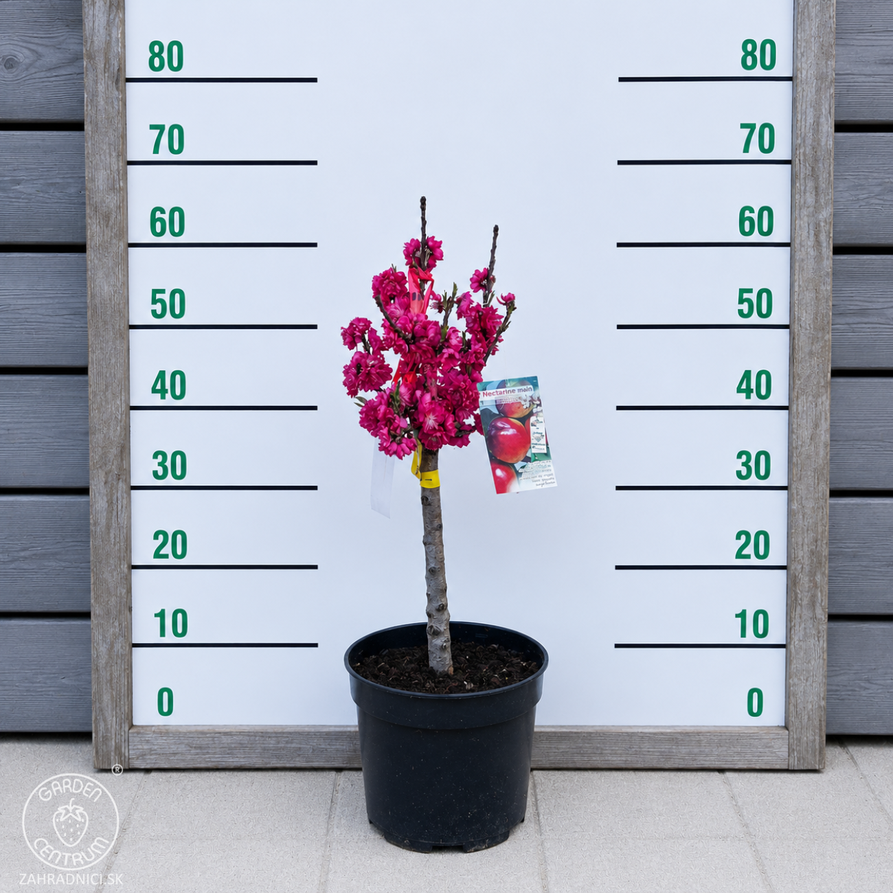 Obrázok Mini nektárinka nízkokmenná (Prunus Nucipersica) ´RUBIS´® - stredne skorá, výška 40-60 cm, kont. C5L